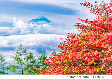 [山梨縣]從杜鵑花盛開的甘利山眺望富士山 117646000