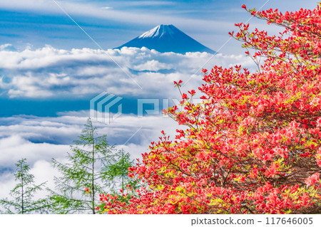 [山梨縣]從杜鵑花盛開的甘利山眺望富士山 117646005