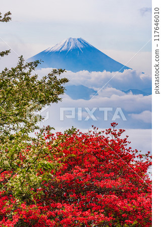 [山梨縣]從杜鵑花盛開的甘利山眺望富士山 117646010