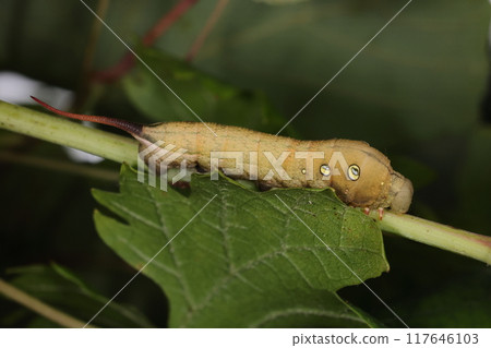 Living creatures, insects, Japanese sparrow moth, final stage larva. The clear eye pattern stands out. The greenish brown color appears soon after molting? 117646103