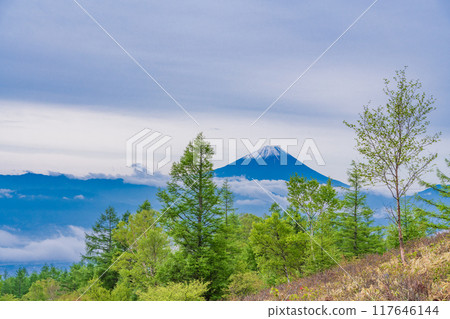 [山梨縣] 從甘利山眺望富士山，美麗的新綠落葉松 117646144