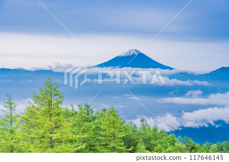[山梨縣] 從甘利山眺望富士山，美麗的新綠落葉松 117646145