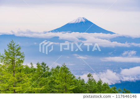 [Yamanashi Prefecture] View of Mt. Fuji from Mt. Amari with beautiful new larch greenery 117646146