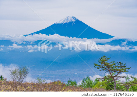 [Yamanashi Prefecture] View of Mt. Fuji from Mt. Amari with beautiful new larch greenery 117646150