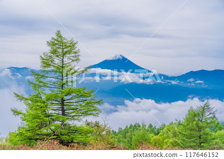[Yamanashi Prefecture] View of Mt. Fuji from Mt. Amari with beautiful new larch greenery 117646152