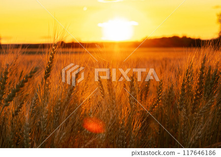 Vibrant orange sunset over wheat field with ripening heads. 117646186