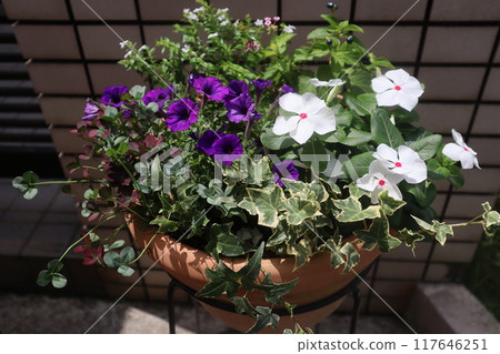 種植矮牽牛和Nichinichisho 117646251