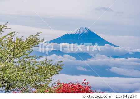 [山梨縣] 從甘利山眺望富士山，美麗的杜鵑花和新綠 117646257