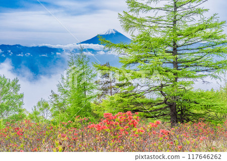 [山梨縣] 從甘利山眺望富士山，美麗的杜鵑花和新綠 117646262