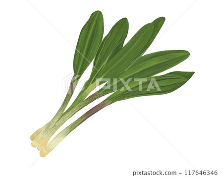 格蘭傑大蒜 117646346