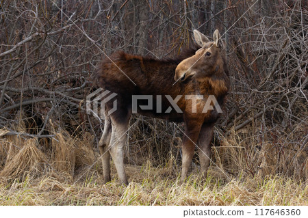 Female moose is standing in the forest of bare trees and bushes, dry grass in early spring. Molted fur. Female moose is standing in the forest of bare trees and bushes, dry grass in early spring. Molted fur. 117646360