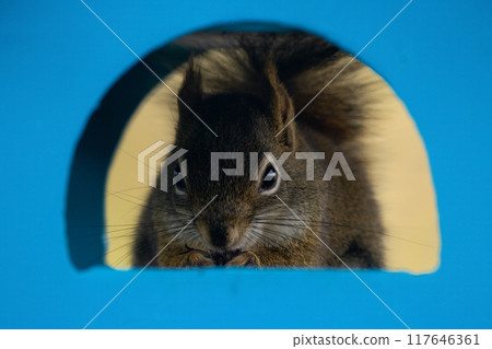 Cute American red squirrel is sitting in a blue birdfeeder and eating seeds looking through the window. 117646361