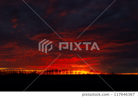 Dramatic sunset in prairies with tree silhouettes in the horizon, purple and orange light. 117646367