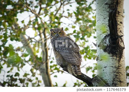Young Great-horned owl is sitting on a tree with green leaves in the poplar wood in summer and looking for prey in summer. Young Great-horned owl is sitting on a tree with green leaves in the poplar wood in summer and looking for prey in summer. 117646379