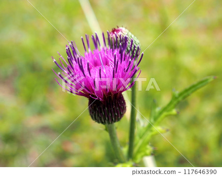 高原上盛開的薊花 高原上盛開的薊花 117646390