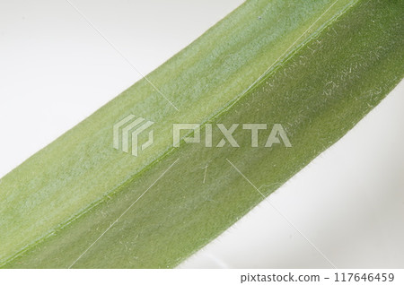 Okra down Okra down 117646459