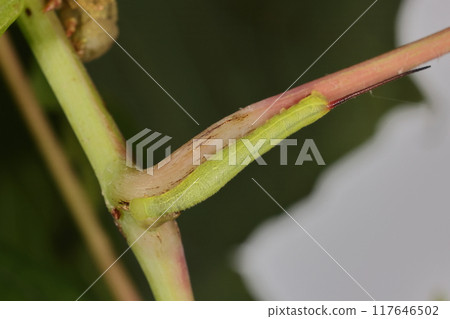 Living things, insects, mid-stage larvae of the Japanese bush cricket. No eye pattern yet. Early July, on a grape vine. 117646502