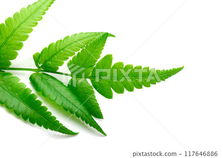 Fresh Fern branch isolated on a white background Fresh Fern branch isolated on a white background 117646886