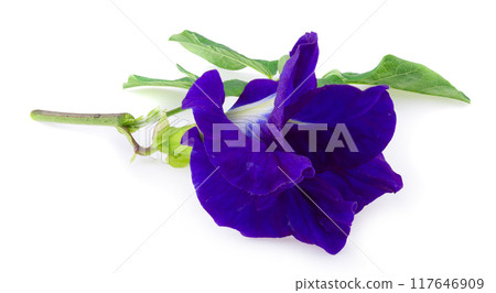Close up of Butterfly pea flower isolated on a white background Close up of Butterfly pea flower isolated on a white background 117646909