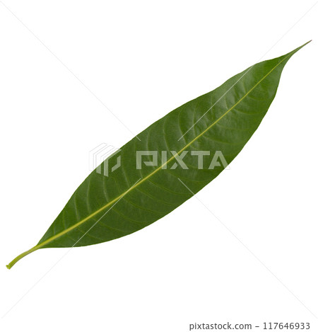 leves of marian plum isolated on white background leves of marian plum isolated on white background 117646933