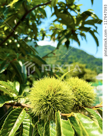 Aozora and Igaguri 117647093