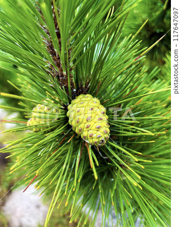 Young pine cones Young pine cones 117647097