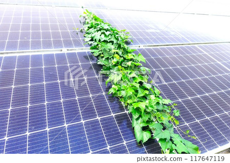 Close-up of overgrown weeds on solar panels 117647119
