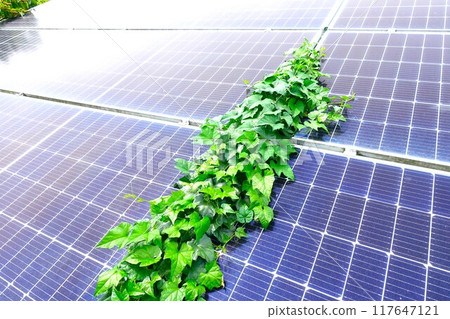 Close-up of overgrown weeds on solar panels 117647121