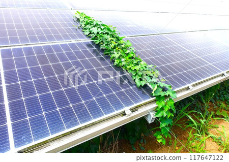 Close-up of overgrown weeds on solar panels Close-up of overgrown weeds on solar panels 117647122