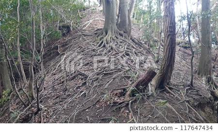 mountain trail covered with tree roots 117647434