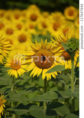 蜜蜂喜愛的向日葵 117647848
