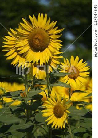 向日葵向著太陽 向日葵向著太陽 117647849