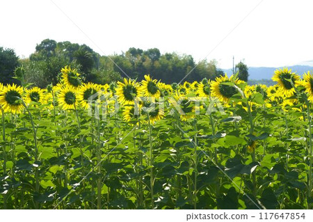 sunflower from behind 117647854