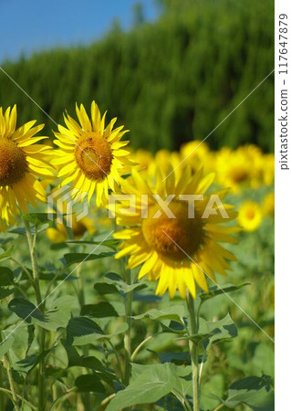 Bright sky and sunflowers 117647879
