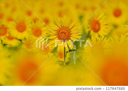 The leading sunflower 117647880