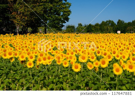Shining sunflowers 117647881