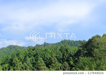 Forest landscape on a sunny summer day Forest landscape on a sunny summer day 117648028
