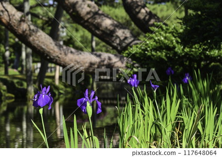Beautiful fresh greenery in Kenrokuen with blooming irises Beautiful fresh greenery in Kenrokuen with blooming irises 117648064