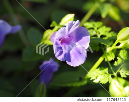 超藍豬耳花 117648313