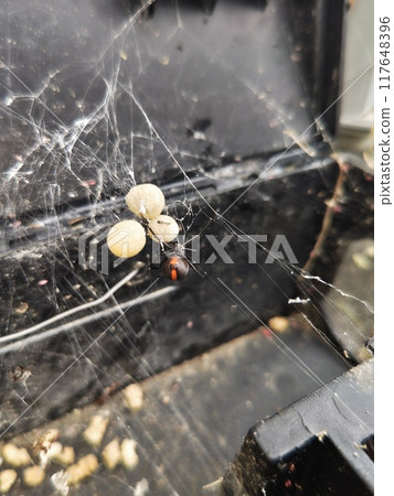 Redback spider and eggs 117648396
