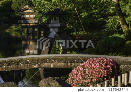 杜鵑花盛開的美麗清新綠色兼六園 117648744