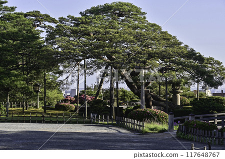 杜鵑花盛開的美麗清新綠色兼六園 117648767