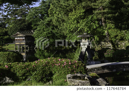 杜鵑花盛開的美麗清新綠色兼六園 117648784