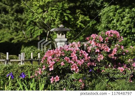 杜鵑花盛開的美麗清新綠色兼六園 117648797