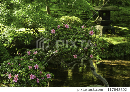 杜鵑花盛開的美麗清新綠色兼六園 杜鵑花盛開的美麗清新綠色兼六園 117648802
