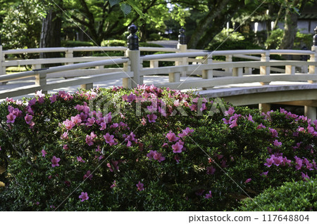 Beautiful fresh greenery in Kenrokuen with azaleas blooming Beautiful fresh greenery in Kenrokuen with azaleas blooming 117648804