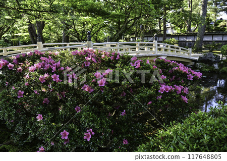 Beautiful fresh greenery in Kenrokuen with azaleas blooming Beautiful fresh greenery in Kenrokuen with azaleas blooming 117648805