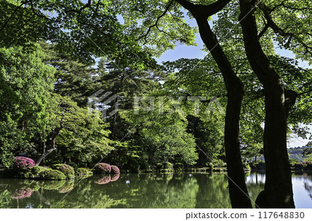 Beautiful fresh greenery in Kenrokuen with azaleas blooming Beautiful fresh greenery in Kenrokuen with azaleas blooming 117648830