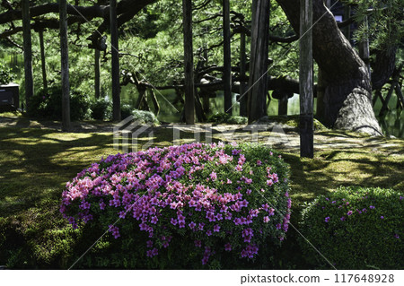 Beautiful fresh greenery in Kenrokuen with azaleas blooming Beautiful fresh greenery in Kenrokuen with azaleas blooming 117648928