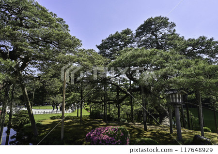 Beautiful fresh greenery in Kenrokuen with azaleas blooming Beautiful fresh greenery in Kenrokuen with azaleas blooming 117648929